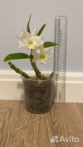 Орхидея дендробиум