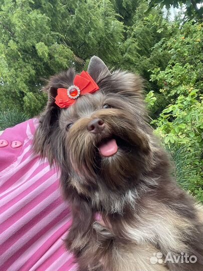 Шоколадный йорк,девочка