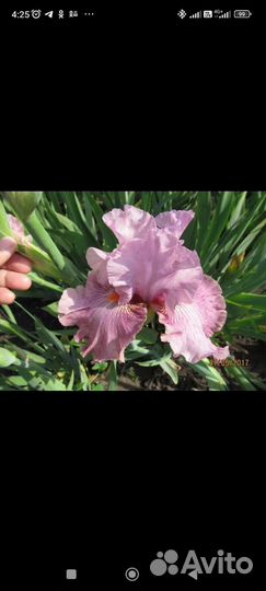 Цветы ирисы