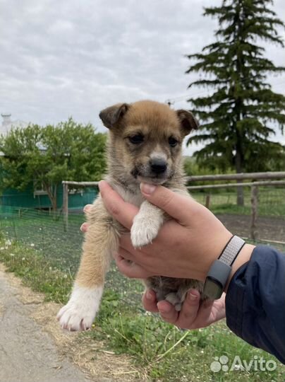 Щенки лайки в дар