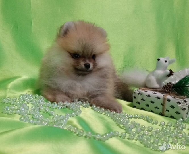 Померанский шпиц мини