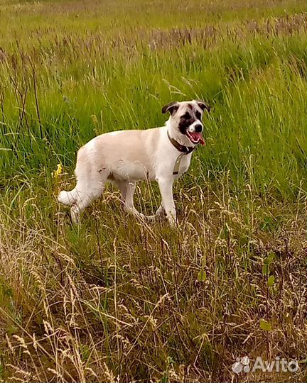Среднеазиатская овчарка