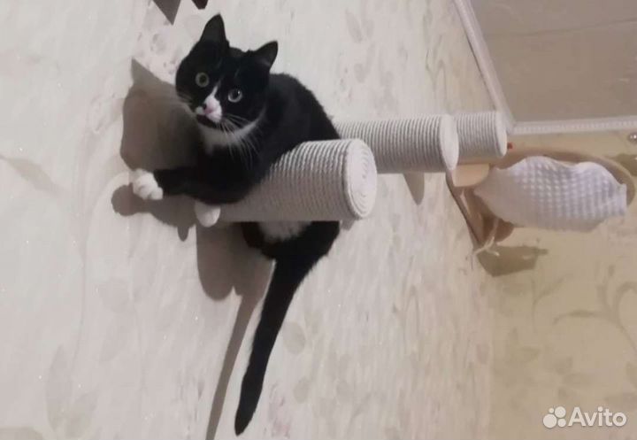 Когтеточка настенная, полка, комплекс