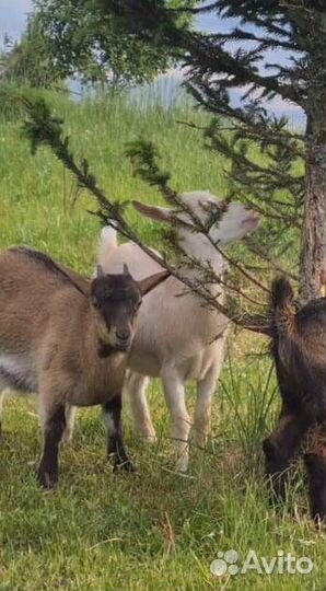 Молодые козочки и козлики