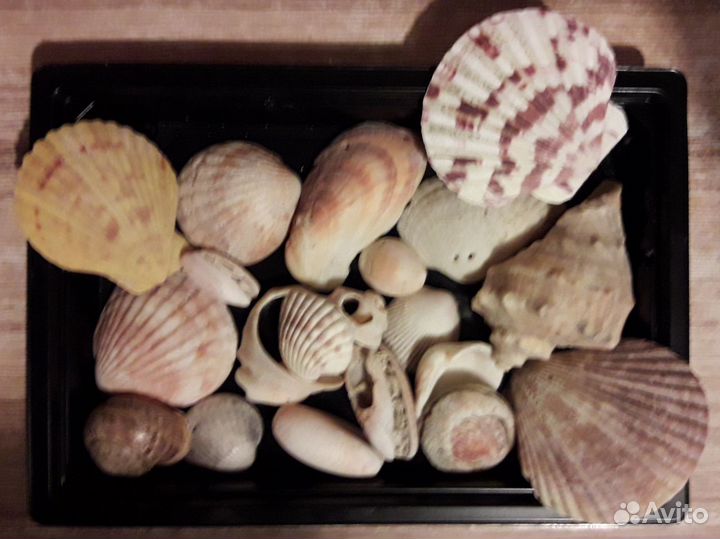 Ракушки морские