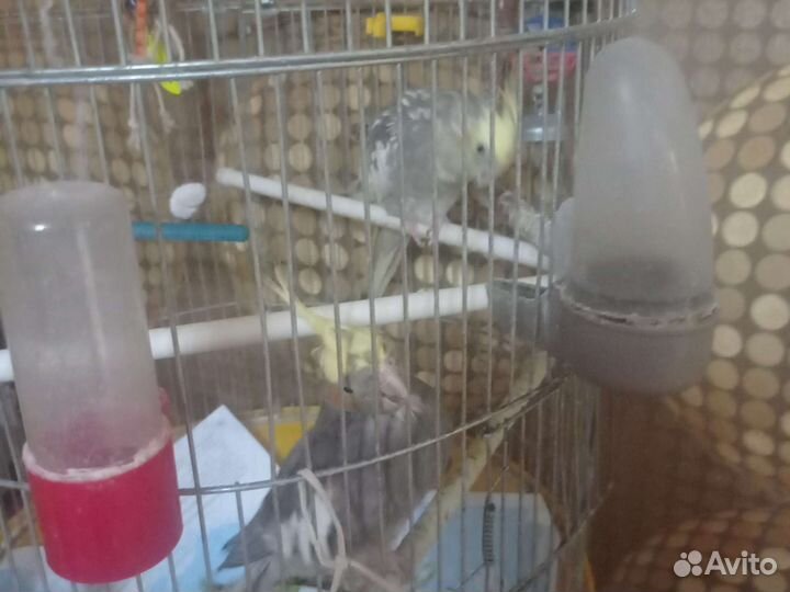 Попугай корелла девочка