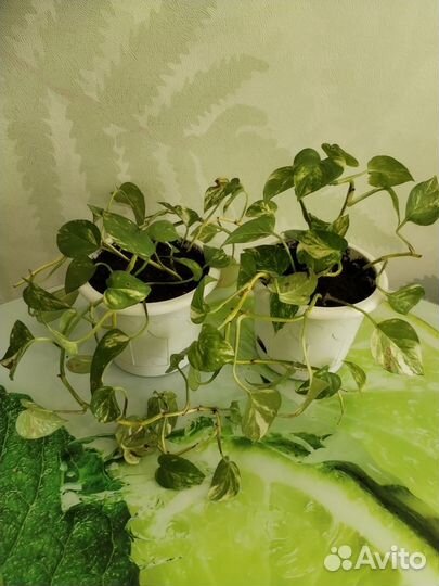 Сциндапсус и хлорофитум