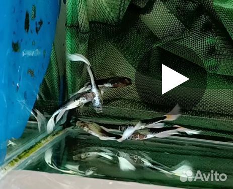 Канадские гуппи, чистая линия