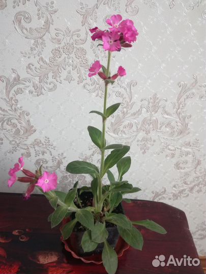 Мыльнянка
