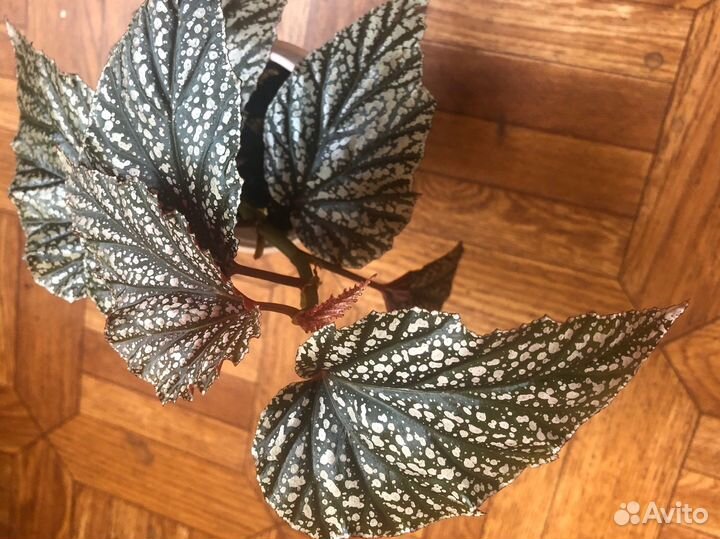 Комнатные цветы