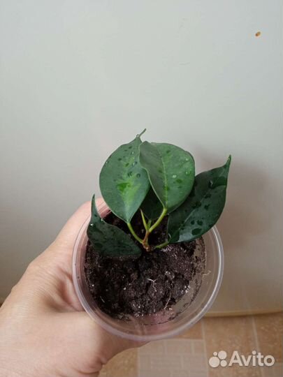 Фикус Денилайт