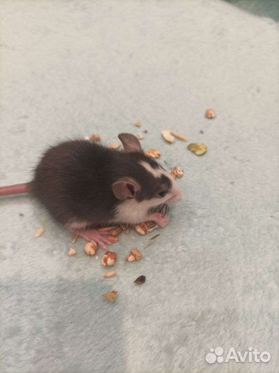 Крыса дамбо