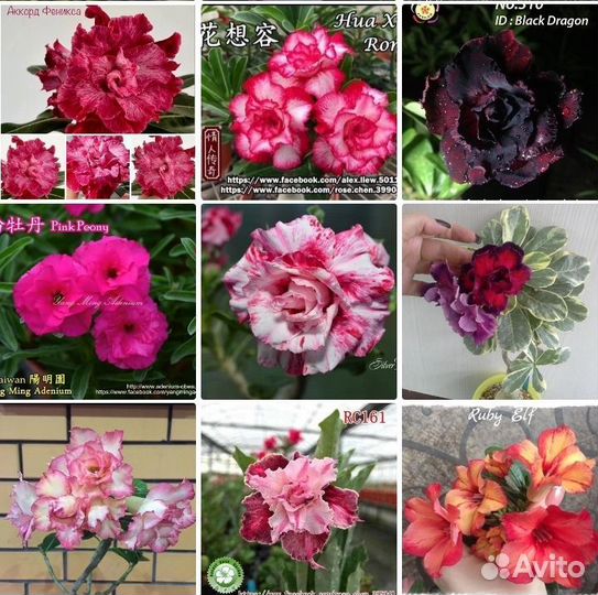 Черенки адениума