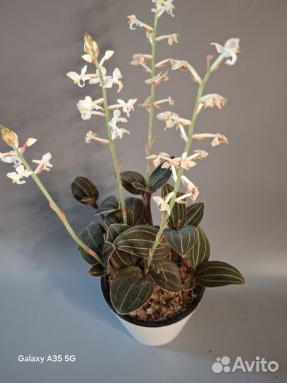 Орхидея лудизия