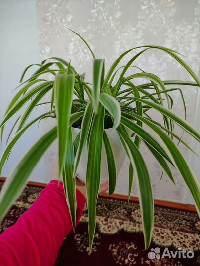 Хлорофитум