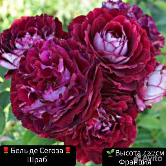 Роза Бель де сегоза