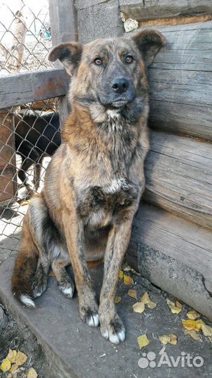 Мотька