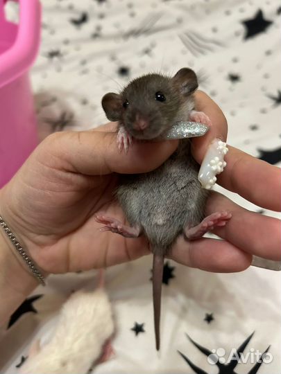 Крысята дамбо