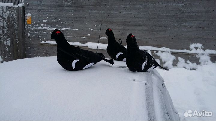 Тетерев/Косач. Чучалки