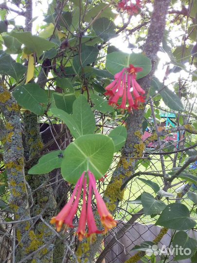 Многолетники