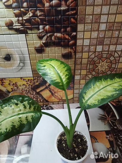 Диффенбахия