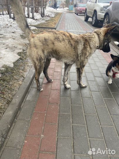 Собака в добрые руки