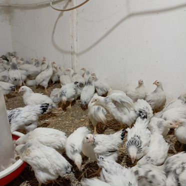 Цыплята серебрянки 50Дней 160р. 25 дней 120р