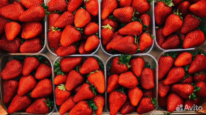 Клубника Фирма Лето в лоточках 35гр+