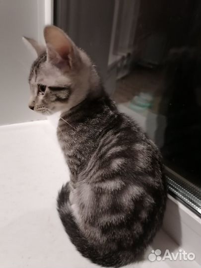 Кошки бесплатно