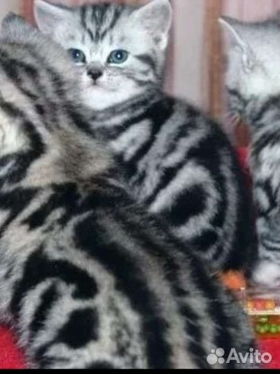 Продаются шотладские мраморные котята