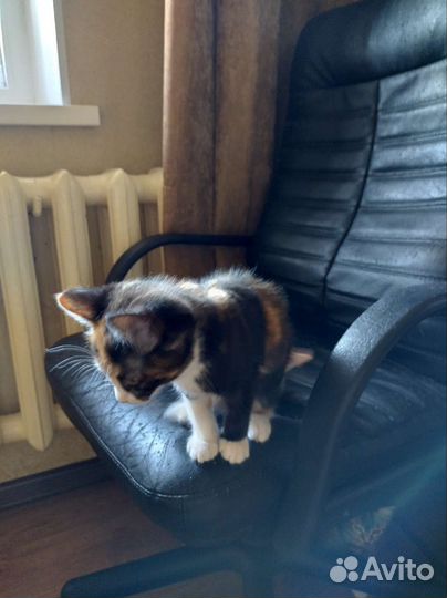 Курильский бобтейл