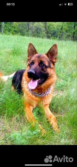 Немецкая овчарка