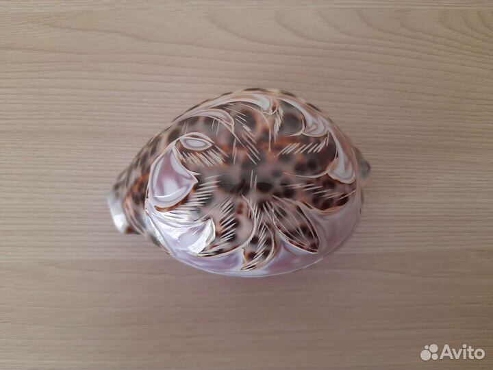 Ракушка раковина морская сувенир подарок