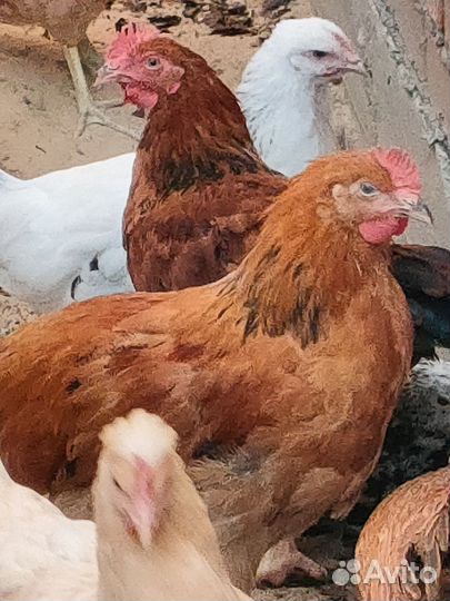 Молодые петухи