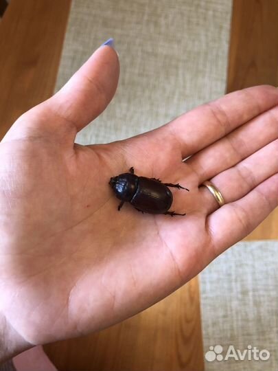 Жук носорог