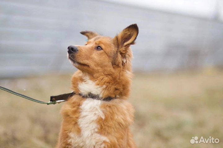 В добрые руки