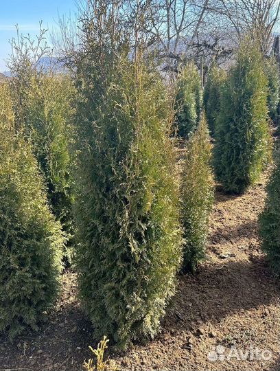 Туя Колумна