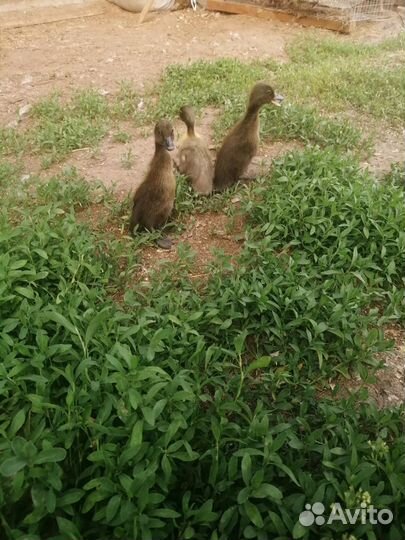 Инкубационное яйцо утки индийский бегунок