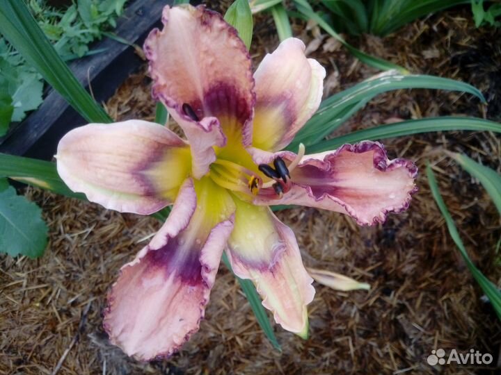 Продам зимостойкие гибридные лилейники