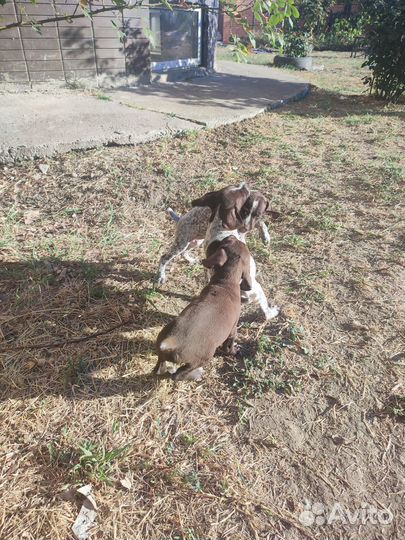 Щенки курцхаара