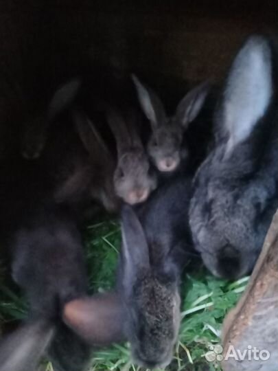 Кролики