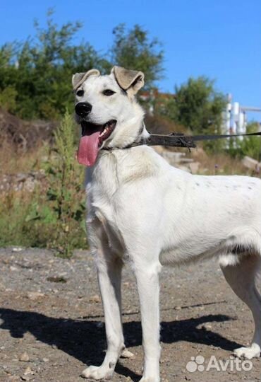 Собака Принц