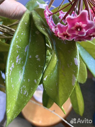 Хойя Пубикаликс