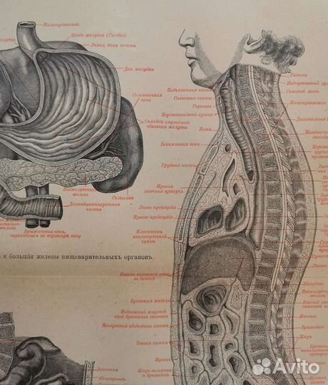 Антикварные гравюры Анатомия Медицина, разные