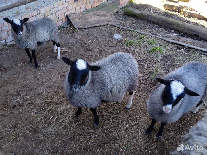 Овцы бараны ягнята романовские