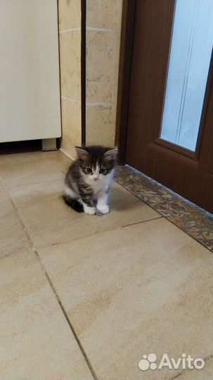 Кошка