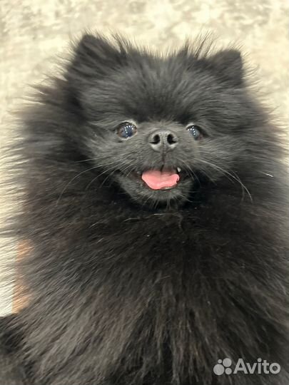 Померанский шпиц вязка