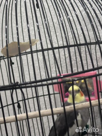 Попугай корелла с клеткой самец