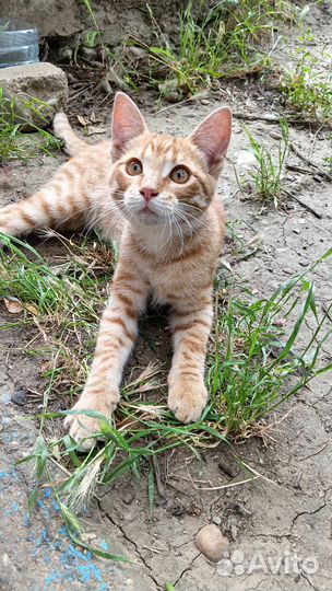 Рыжий котенок в добрые руки