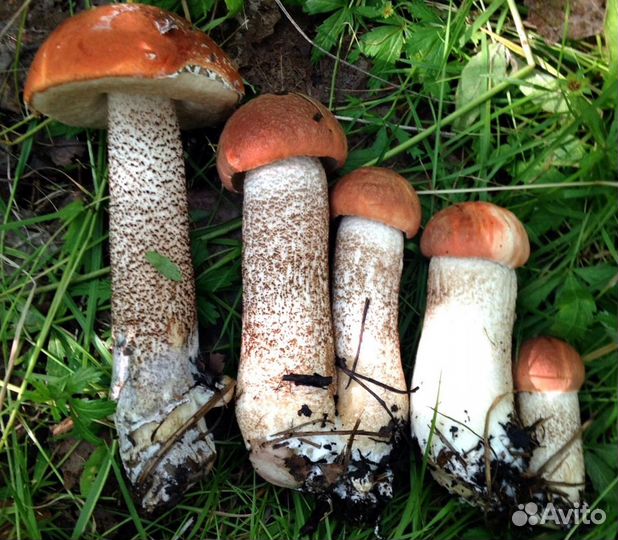 Грибы белые соберу, опята, лисички, подберёзовики